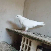 کفتر طوقی و ساده|پرنده|چابهار, |دیوار