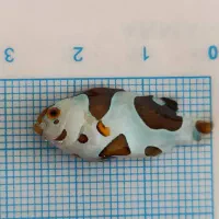 ابشوردامسل ۳ خال|ماهی|تهران, جوادیه تهرانپارس|دیوار