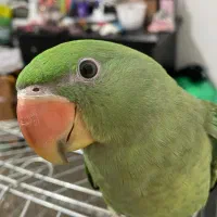 گمشده شاه طوطی|حیوانات|قزوین, |دیوار