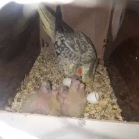 عروس هلندی|پرنده|زاوه, |دیوار