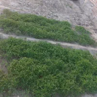 نشا گوجه اصل