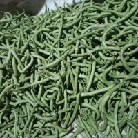 لوبیا سبز تازه
