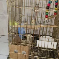 کوتوله برزیلی|پرنده|اصفهان, گلزار|دیوار