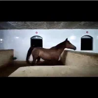 اسب مادیان عرب خالص