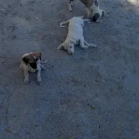 سگ پاکوتاه|سگ|شیروان (خراسان), |دیوار