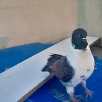 کبوتر|حیوانات|اصفهان, امیرعرب|دیوار