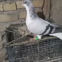 یک جفت بدرنگ نرو ماده کبوترا به شرط جوجه