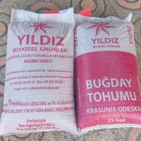 بذر گندم اوکراینی|گل و گیاه طبیعی|اهواز, زندوکیلی|دیوار