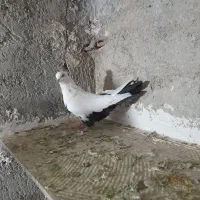 کاکولی