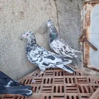 کبوتر سرور پلاکی وپرشی