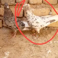 هفترنگ دم سفید