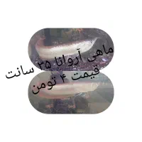 ماهیا آروانا ۳۵ سانتی