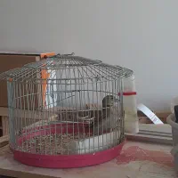 سهره خاکی|پرنده|بومهن, |دیوار