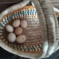 تخم نطفه دار نژادی