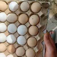 فروش تخم مرغ محلی نطفه دار