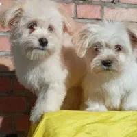 نرو  ماده ۲ساله