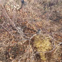 فروش چوب سیب باقیمانده هرس کلی