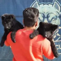 توله سگ 65 روزه دوبرمن ژرمن روتوایلر کن کورسوو|سگ|تهران, گیشا|دیوار