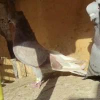 کفتر پرشی و نقش|پرنده|ساوه, |دیوار