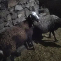 گوسفند کشتاری و داشتی به صورت تکی و کلی به فروش