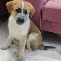 فروش سگ ژرمن سرابی