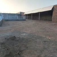 گاوداری مود|فروش زمین و ملک کلنگی|مود, |دیوار