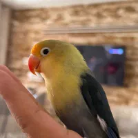 جوجه پاربلوفول دستی رنگ خاص