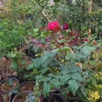 انواع گل های باغچه ای و اپارتمانی