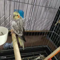 طوطی معاوضه با کفتر|پرنده|الوند, |دیوار