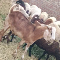 نری