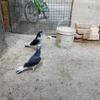 کفتر