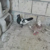 کبوتر|پرنده|رودبار, |دیوار