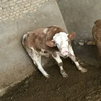 گوساله نر و ماده|حیوانات مزرعه|لالجین, |دیوار