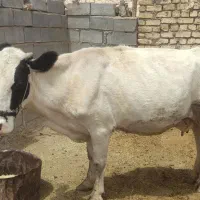 گاو و گوساله محلی(بومی)|حیوانات مزرعه|اصفهان, شهرستان|دیوار