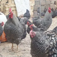 فروش ویژه جوجه نژاد آمروک