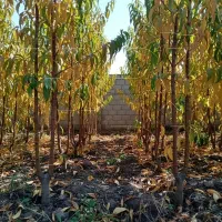 نـهال هـلو پربار و تازه  ظرفیت محدود