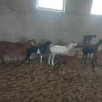 بز و گیسه|حیوانات مزرعه|کشکوئیه, |دیوار