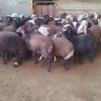 بره نره و ماده مناسب پروار و داشت|حیوانات مزرعه|گلپایگان, |دیوار