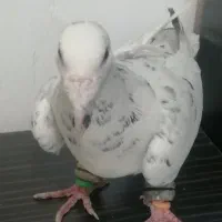 کبوتر پرشی خارا نر