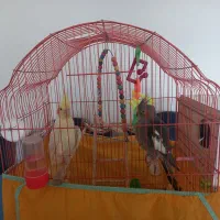 جفت مولد عروس هلندی و سه جوجه دو ماهه