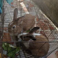 خرگوش|موش و خرگوش|میناب, |دیوار