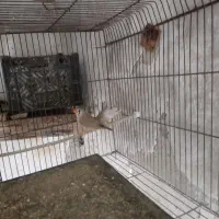 فنچ نروماده