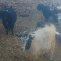 بز جوان ابستن|حیوانات مزرعه|سده (خراسان جنوبی), |دیوار