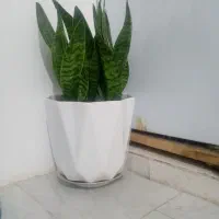 گل سانسوریا.