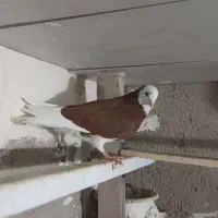 کبوتر شازده قرمز نر