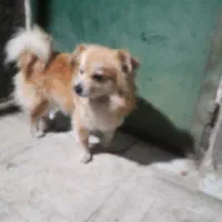 واگذاری|سگ|مشکین‌دشت, |دیوار