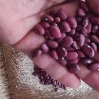 خرید و فروش لوبیا قرمز و چیتی عمده
