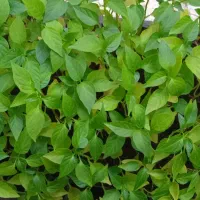 نشا گوجه.بادمجان و...|گل و گیاه طبیعی|شیراز, رکن‌آباد|دیوار