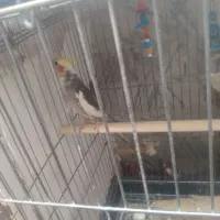 جفت|پرنده|کنگاور, |دیوار