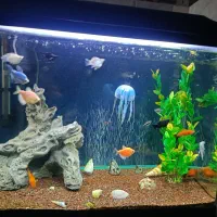 اکواریوم دلسا شیشه خم